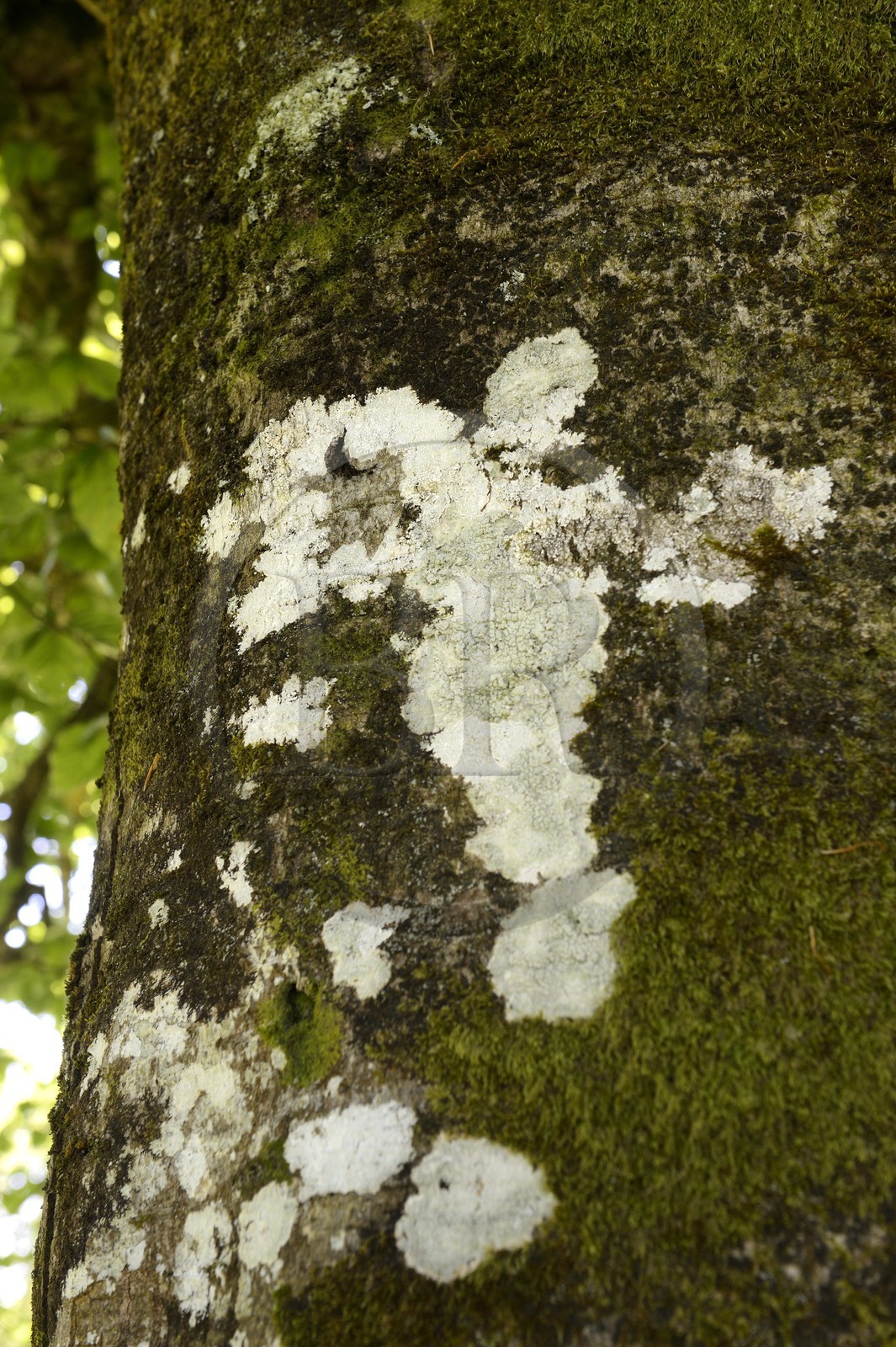 France, Finistère (29), parc naturel régional d'Armorique, Monts d'Arrée, Brennilis, le Korrigan est une créature légendaire de Bretagne comparable au lutin, il peut se cacher dans les trons d'arbres