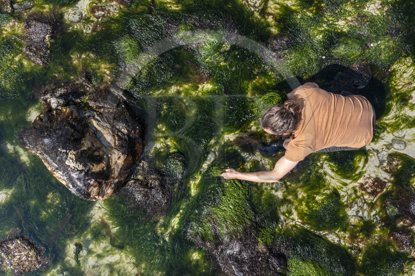 France, Finistère (29), Pays Bigouden, Plozévet, Baie d'Audierne, Lenny Gouedic co créateur de Begood Alg, récolte à pied d'algues sauvages alimentaires sur la plage à marée basse (vue aérienne)