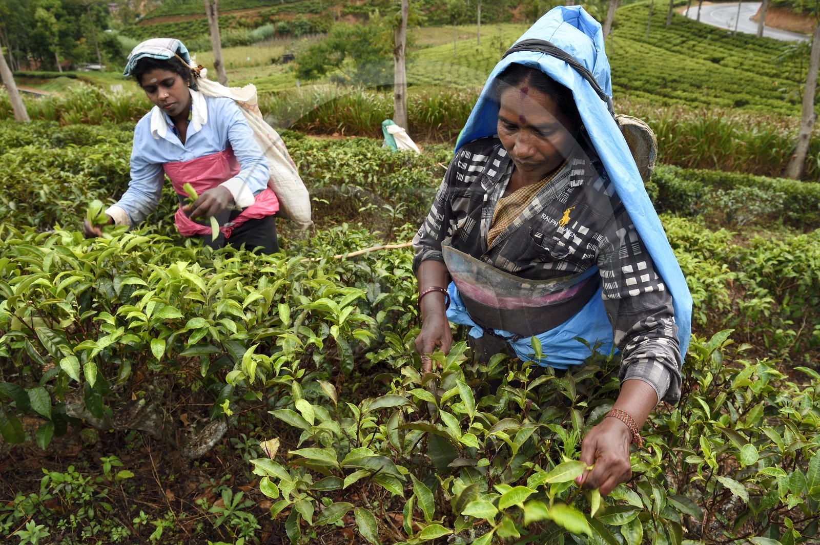 Sri Lanka, Province d'Uva, Bandarawela, femme tamoul travaillant à la cueillette des feuilles dans une plantation de thé