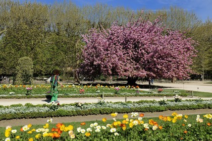 France, Paris (75), le jardin des plantes, cerisier japonais en fleurs