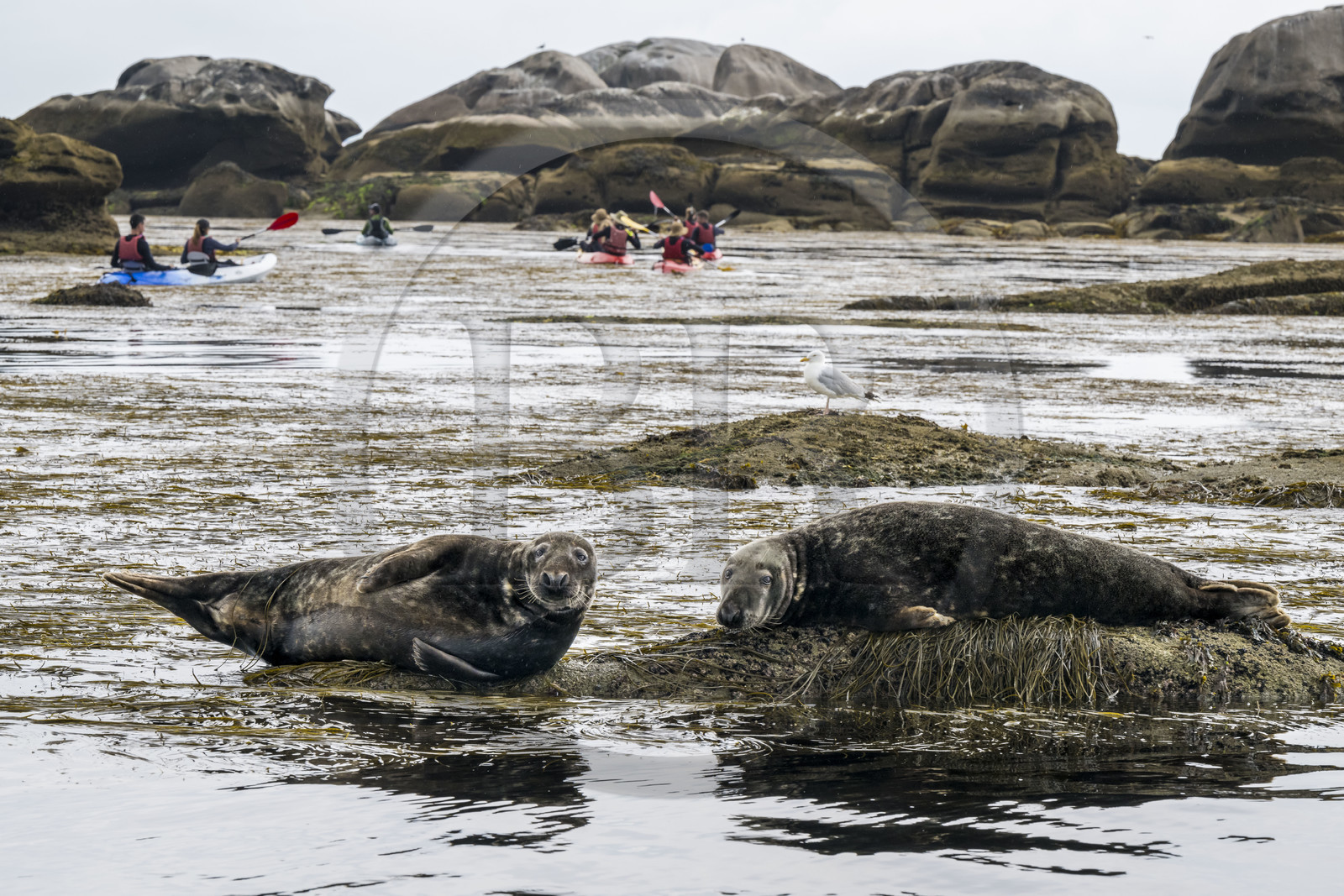 France, Finistère, Penmarch, Étocs archipelago, kayak trip from the Guilvinec Nautical Center to discover the gray seal (halichoerus grypus) in the rocks at low tide