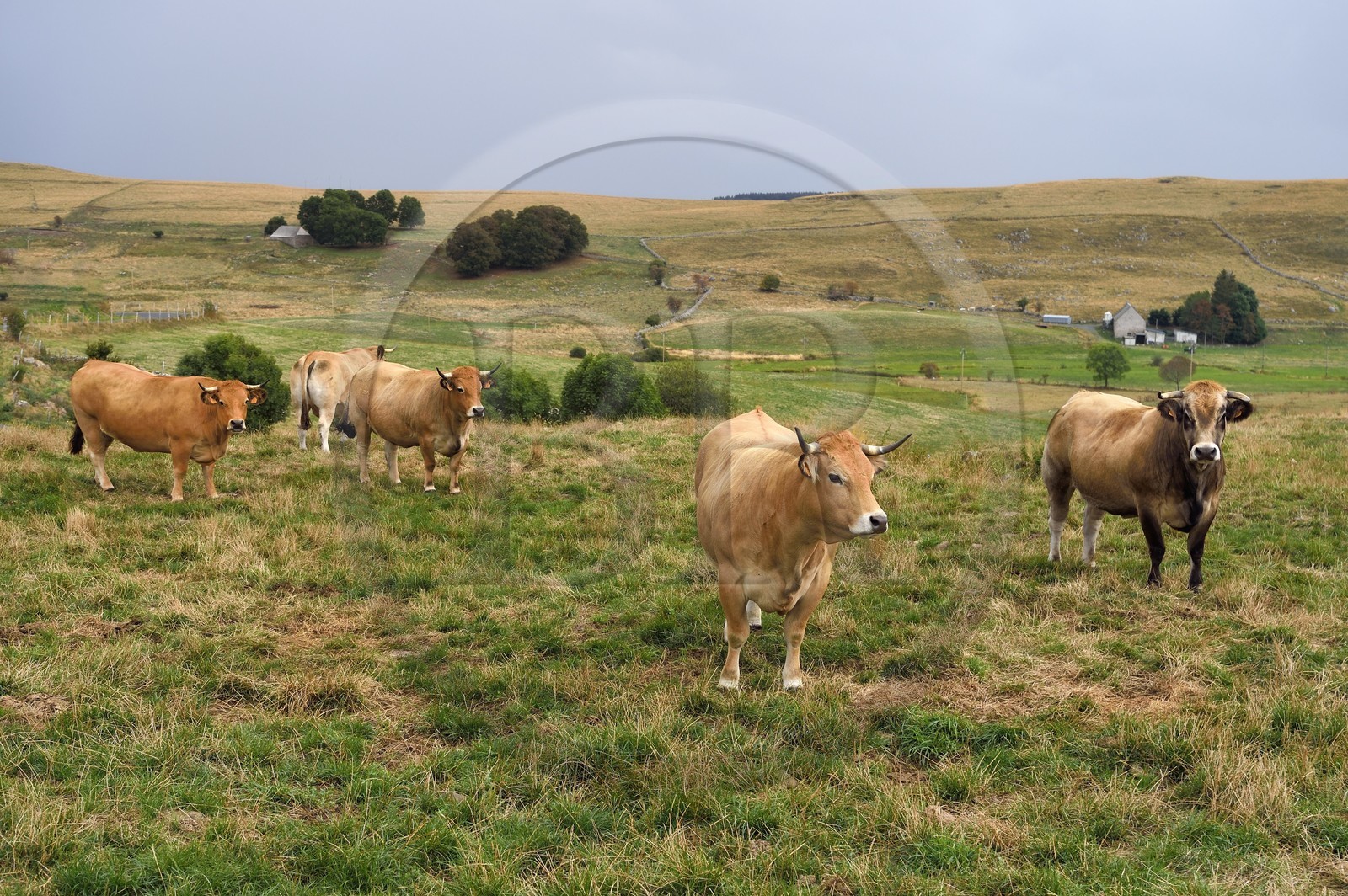 France, Cantal (15), Parc naturel régional de l'Aubrac, plateau de l'Aubrac vers Saint-Urcize, vaches de race Aubrac