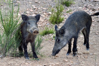 France, Var (83), Agay commune de Saint-Raphaël, les sangliers (Sus scrofa) prolifèrent dans le massif de l'Estérel