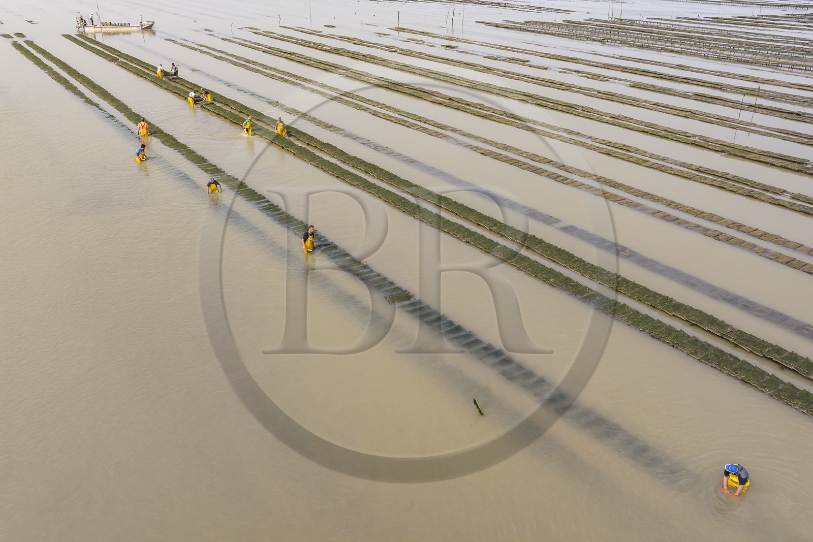 France, Charente Maritime, Oleron island, Dolus d’Oléron, maintenance of the oyster beds in the Marennes-Oléron basin in the Pertuis d'Antioche at low tide (aerial view)