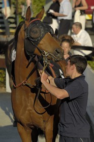 Irlande, Co. Meath, hippodrome de Fairyhouse, présentation des chevaux avant la course