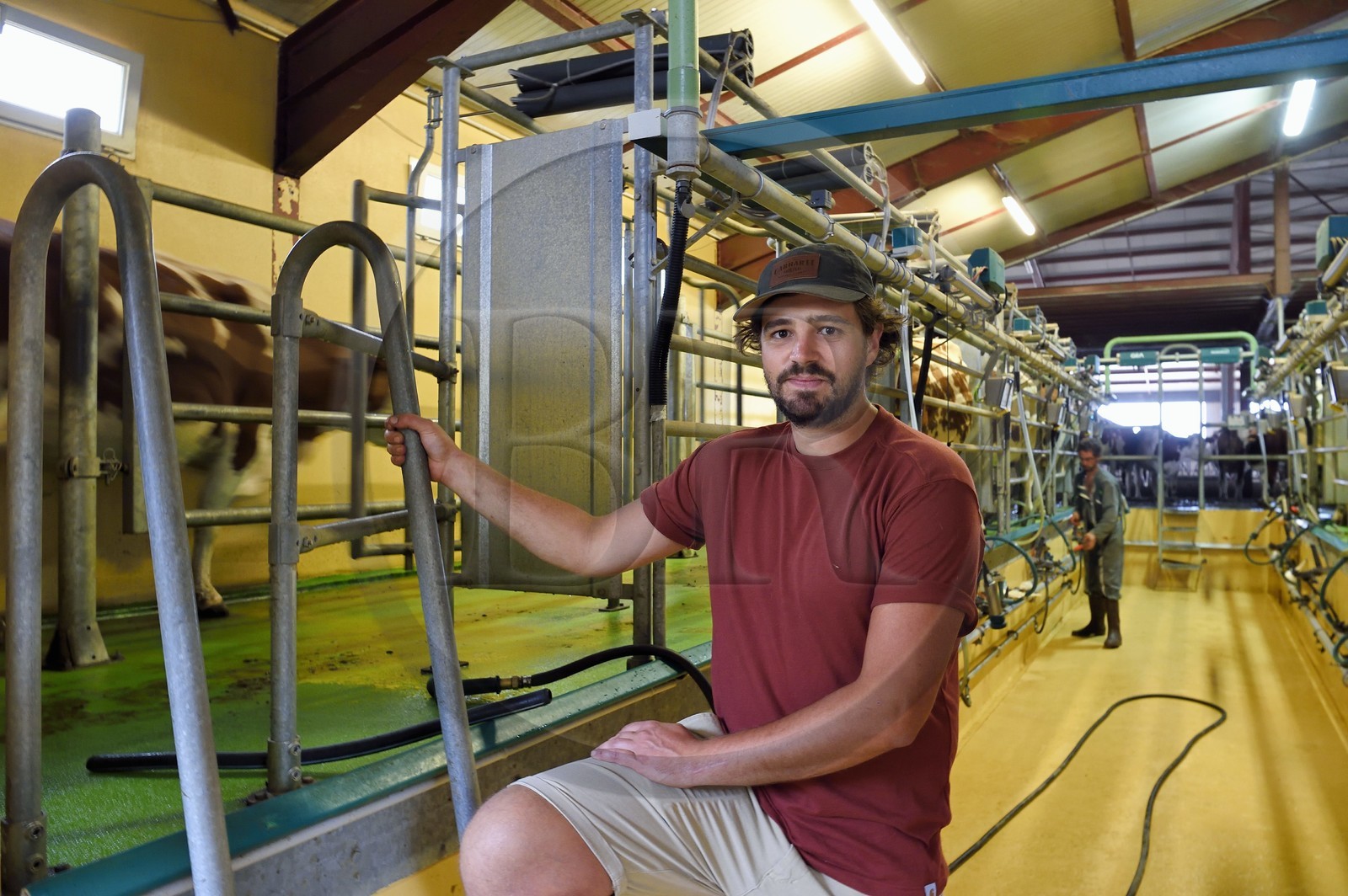 France, Cantal, Sainte-Marie, La Terrisse hamlet, breeding dairy cows on the Cantagrel farm, the breeder Martin Séguis defends family farming, resilient, productive and sustainable, evening milking