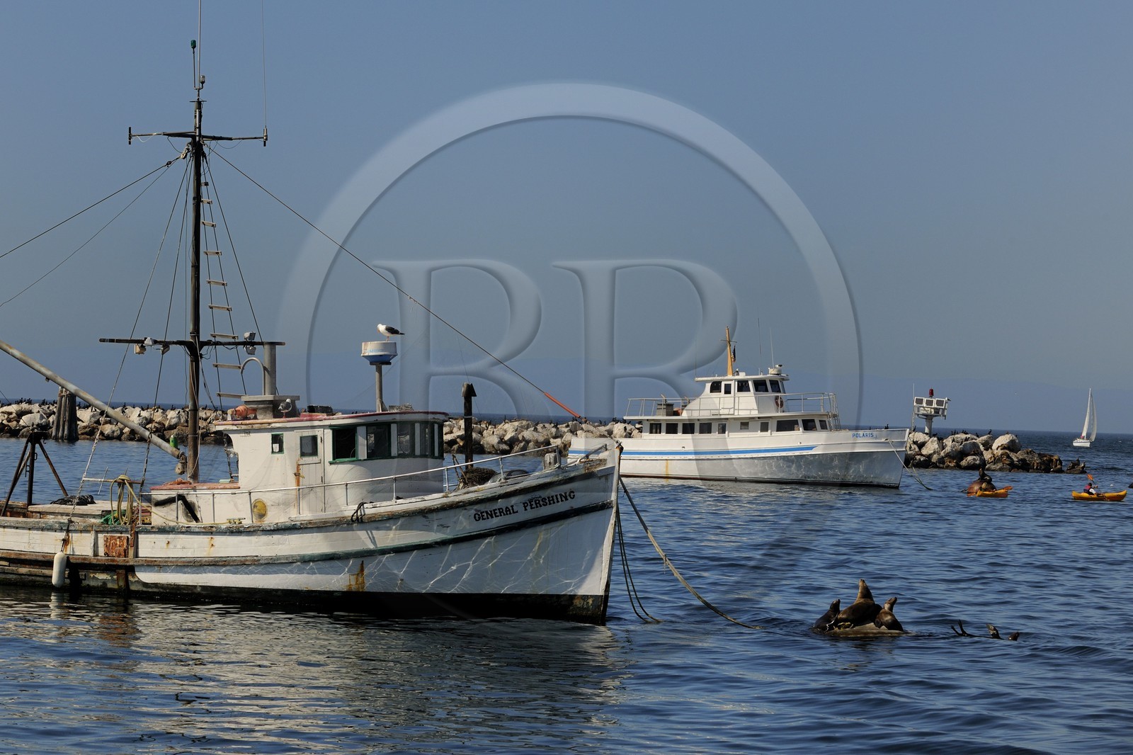 Etats-Unis, Californie, bateau de pêche et otaries dans le port de Monterey