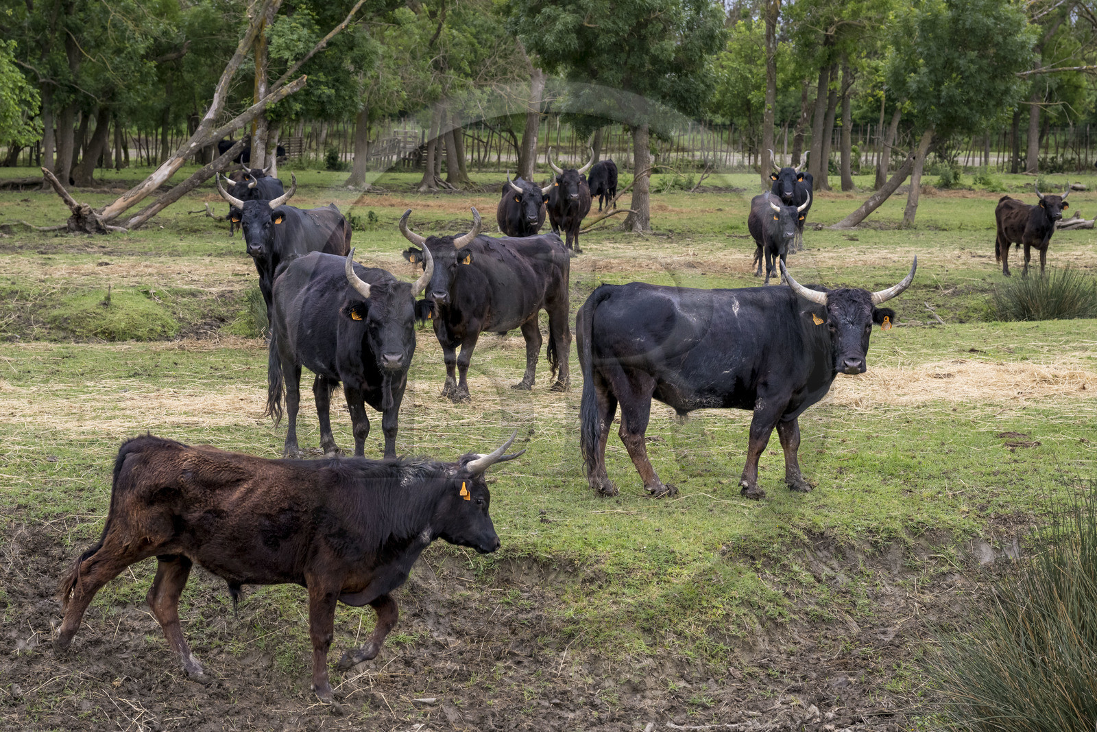 France, Gard (30), Saint-Gilles du Gard, manade Pierre Aubanel & fils, taureaux camarguais appelés Raço di Biou