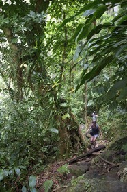 Caraïbes, Ile de la Dominique, Parc national du Morne Trois Pitons classé Patrimoine Mondial de l'UNESCO, randonnée au cœur de la forêt tropicale menant à la cascade des Middleham Falls, sentier de randonnée Waitukubuli qui traverse l’ile