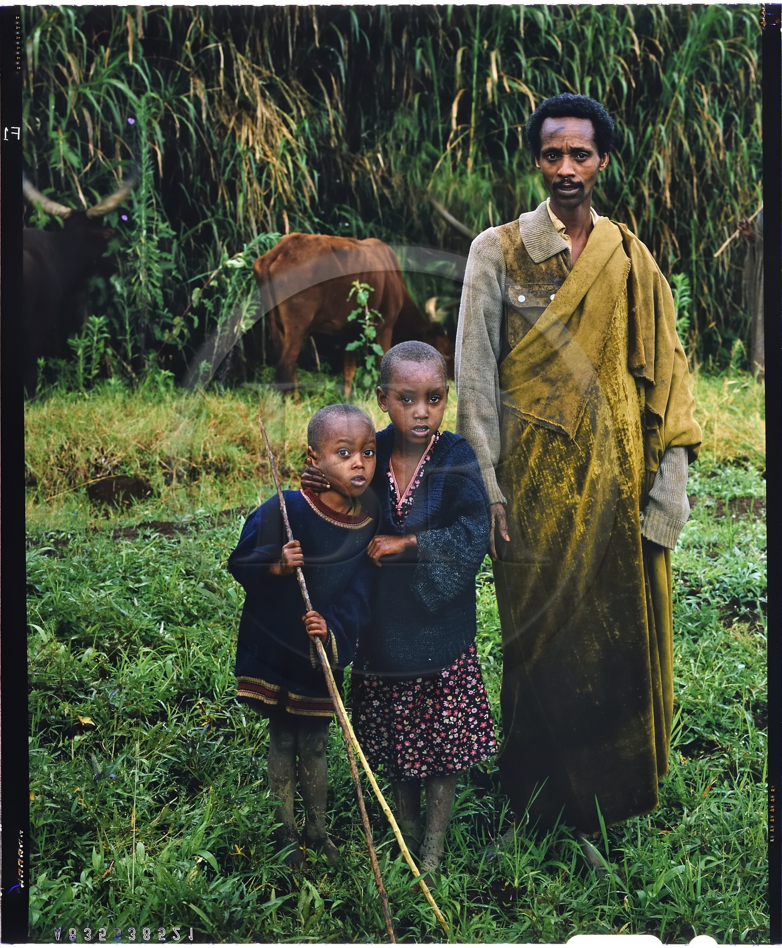 Burundi, Bujumbura Province, Ijenda area, Tutsi cattleman with two of his children, Tutsis are traditionally cattle breeders, cow is for them an almost sacred animal and represents the bulk of their wealth with the land that belonged to them until 1976, cows are used particularly in payment of the dowry, during the ceremonies it was fashionable for women to wear heavy anklets and arms in order to have the elegant cow move (4x5 reversal film reproduction)