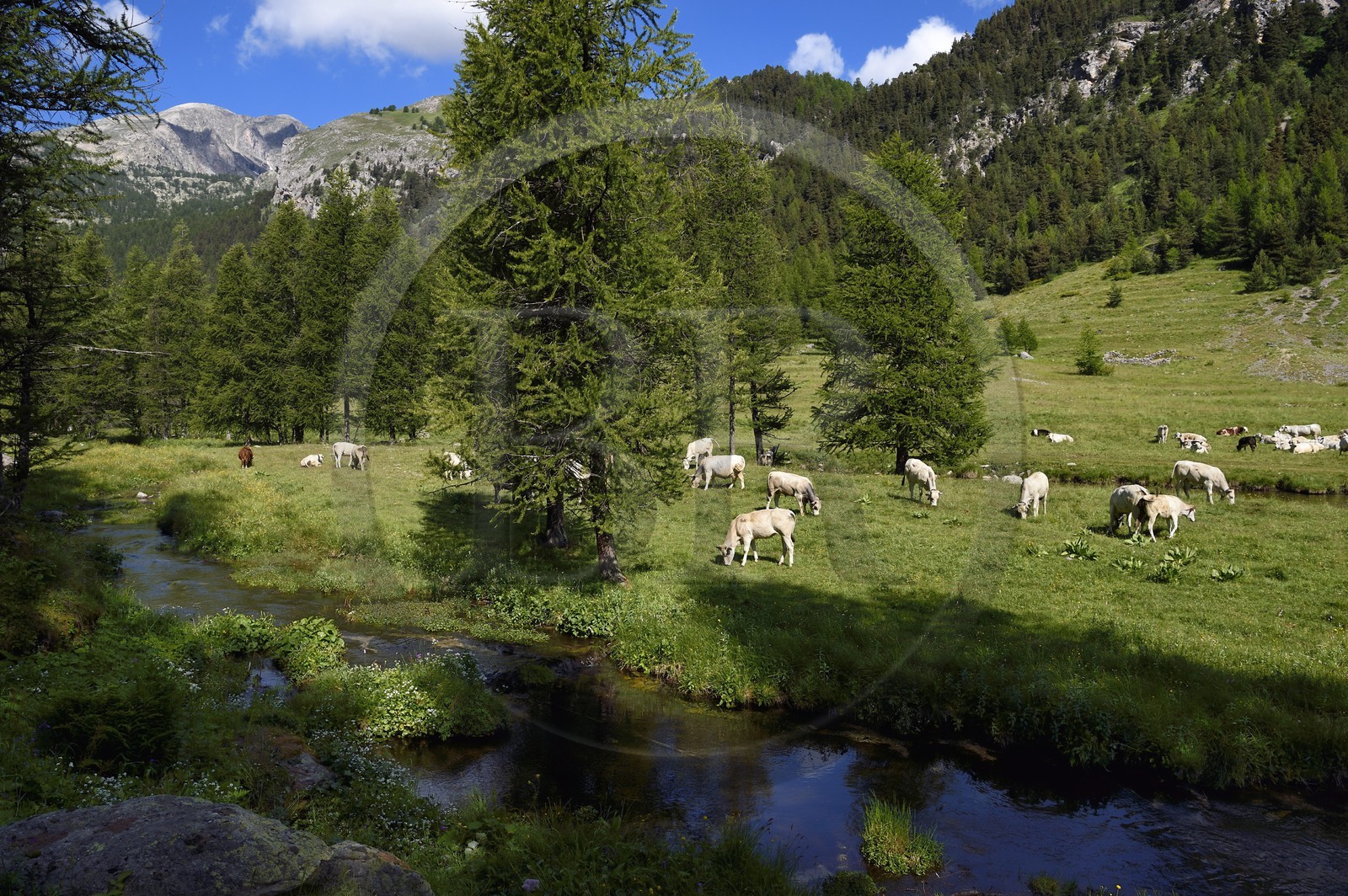 France, Alpes-Maritimes, parc national du Mercantour (Mercantour National Park), vallon de la Minière (Miniere valley) below the Vallee des Merveilles (Valley of Wonders), cows in pasture and Mount Bego (2872m) in the background left