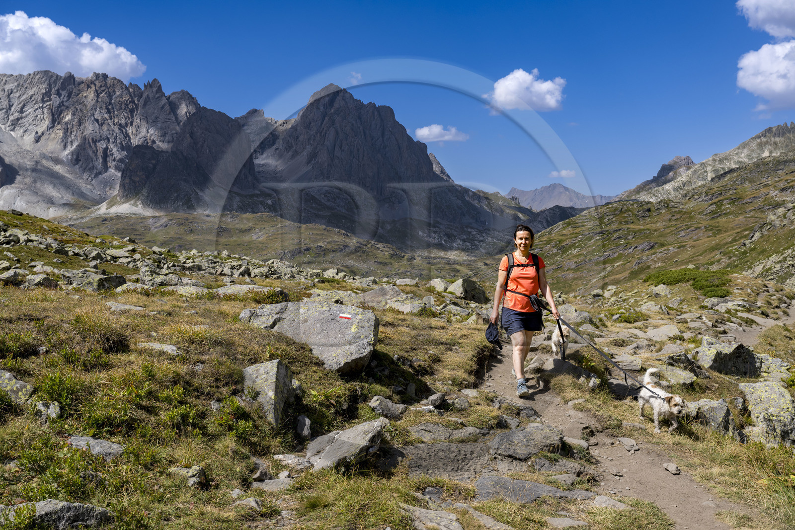 France, Hautes Alpes, Briancon region, Nevache, the upper Clarée valley, hiker with her dogs