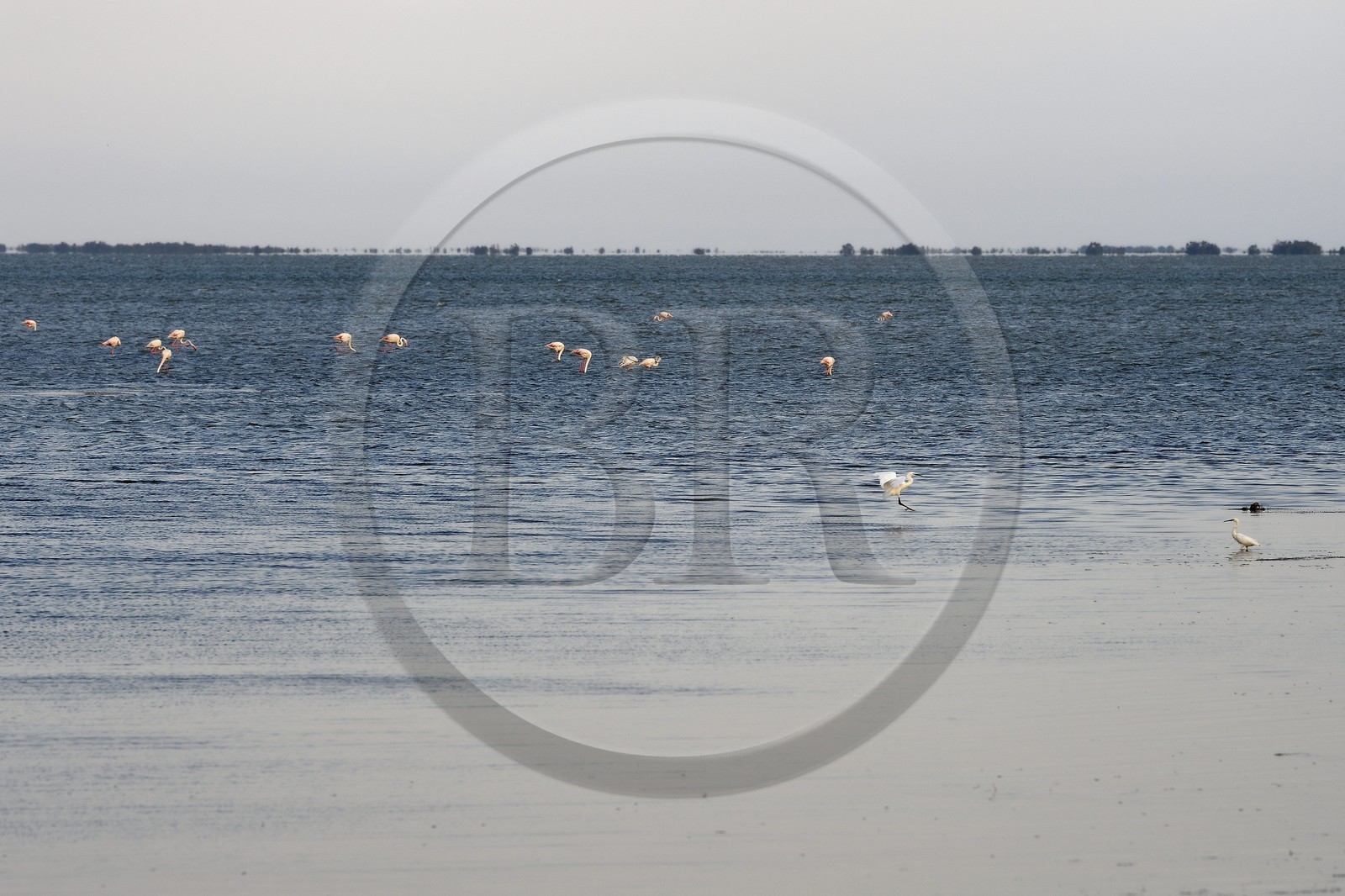 France, Bouches-du-Rhône (13), Parc naturel régional de Camargue, étang de Vaccares, aigrettes et flamants roses (Phoenicopterus roseus)