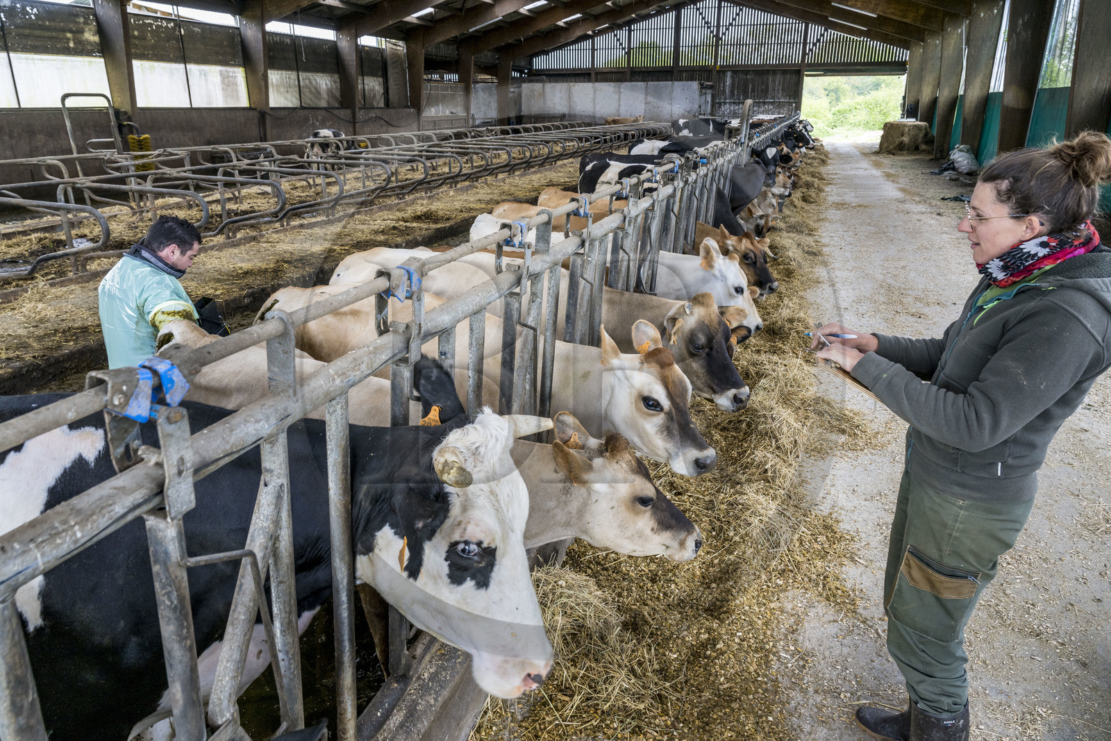 France, Vendee, Saint Mesmin, Epicoeur organic de la Rambaudière farm, herd of 70 dairy cows raised by Nicolas and Charlotte Audouin, the inseminator performs an endoscopy of pregnant cows helped by Aurélia who also manages the market gardening