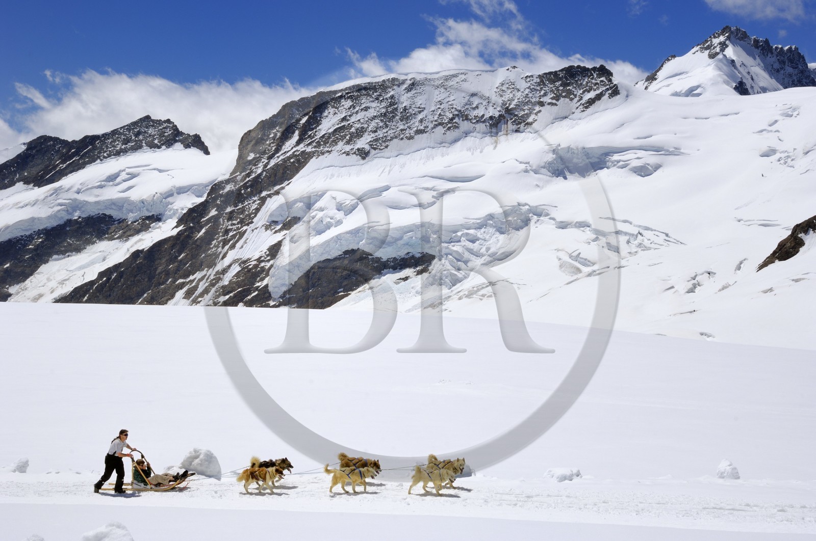 Switzerland, Canton of Bern, Bernese Oberland, Jungfrau Aletsch Bietschhorn (3 454 m) called the Top of Europe, listed as World Heritage by UNESCO, Sleg dogs