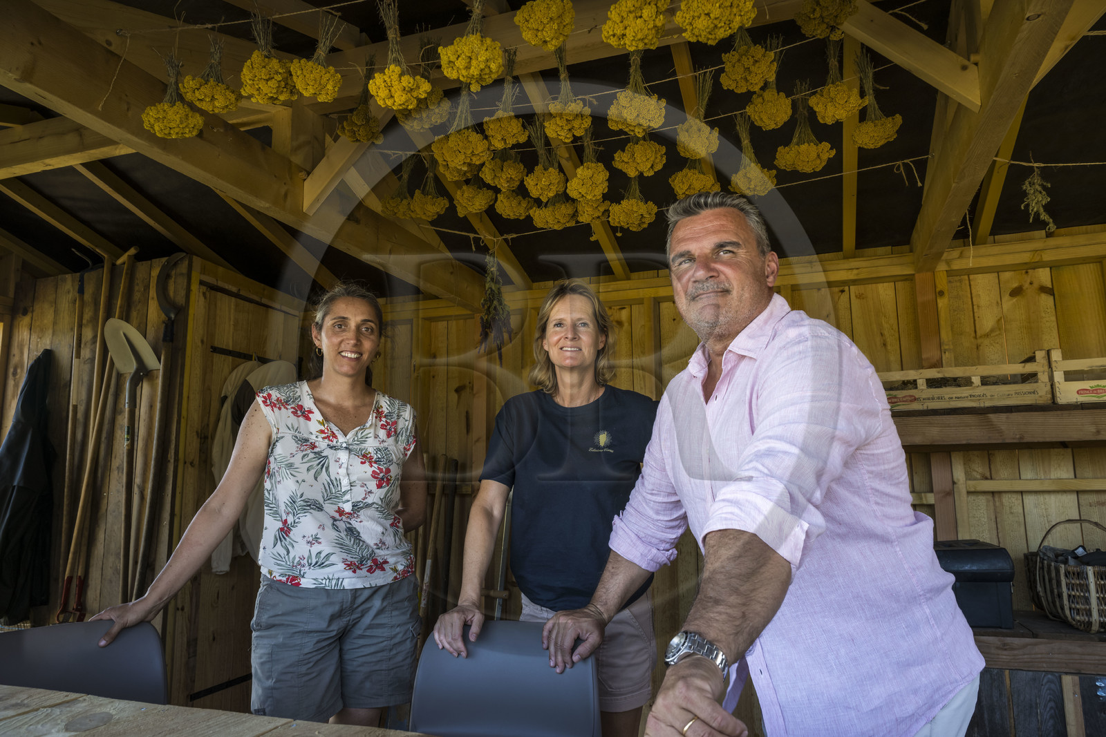 France, Charente Maritime, Oleron island, Saint Georges d'Oléron, agronomist Ethel Gauthier on the left with Anne-Cécile and Christophe Amigorena, the creators of Melifera Gin under everlasting flower (helichrysum stoechas) drying