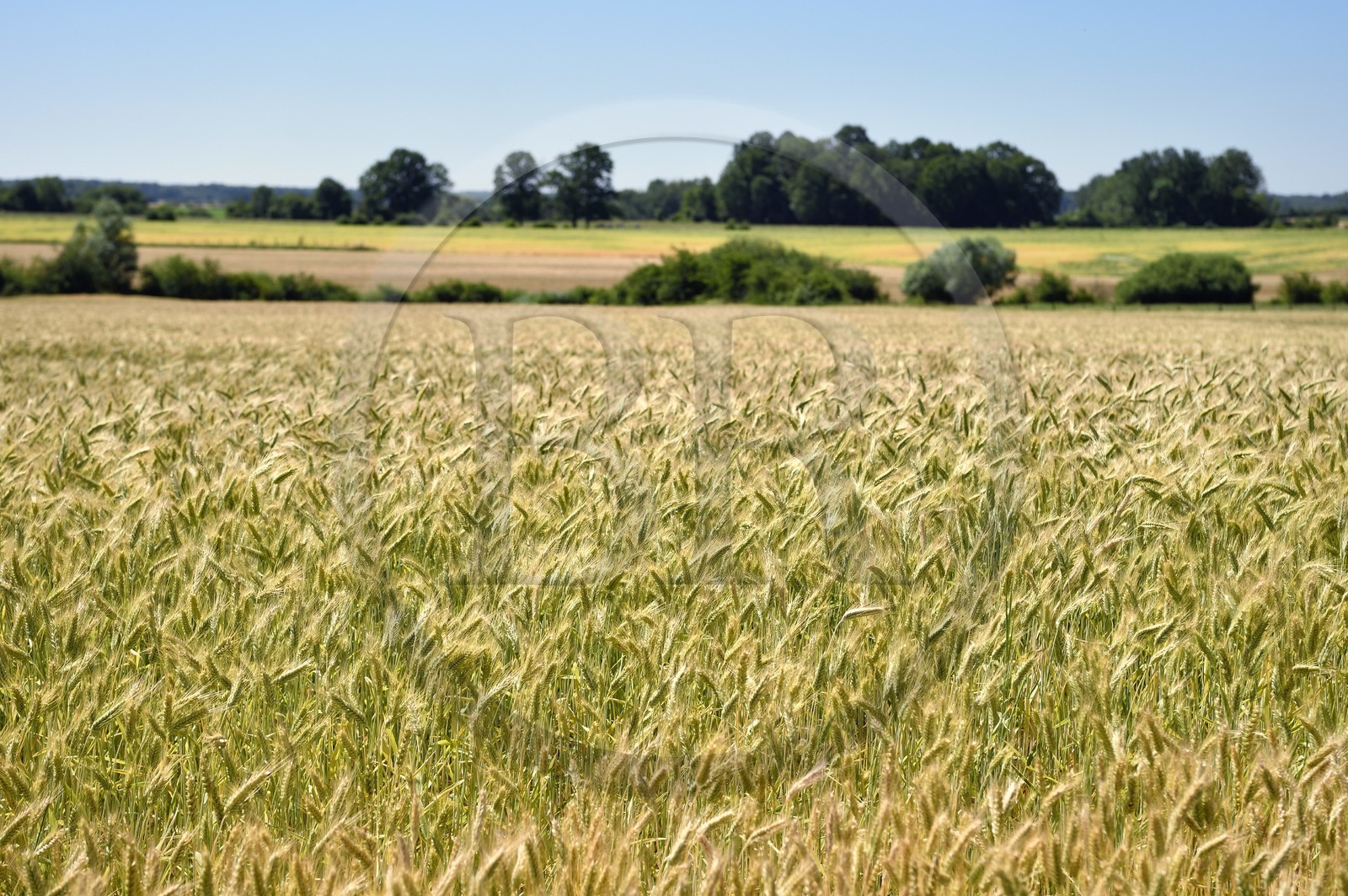 France, Meuse, Waly in the Argonne region, wheat fields