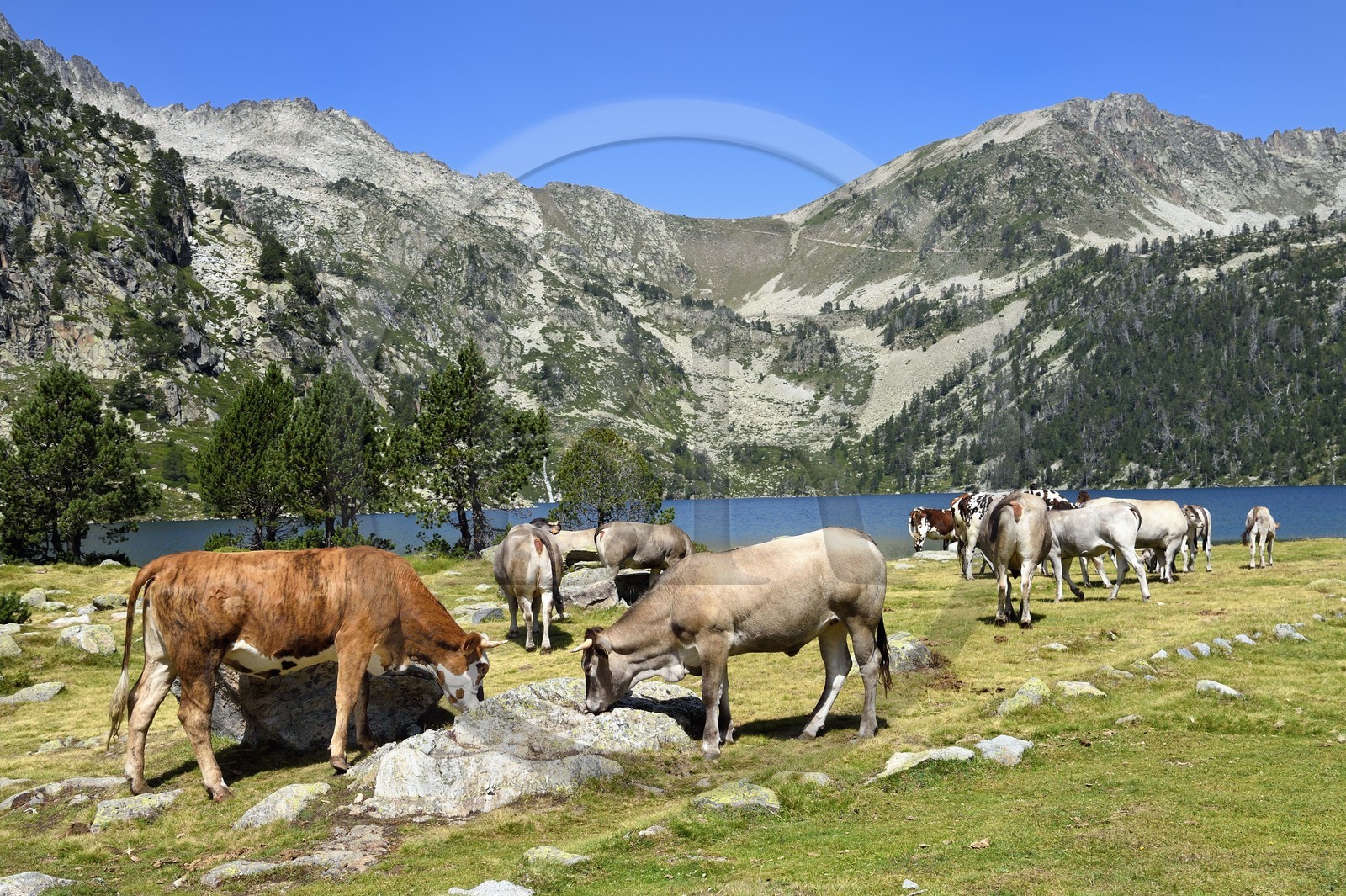 France, Hautes-Pyrénées (65), Saint-Lary-Soulan et Vielle-Aure, Réserve naturelle nationale du Néouvielle, randonnée des lacs du Neouvielle, vaches en estives au lac d'Aubert