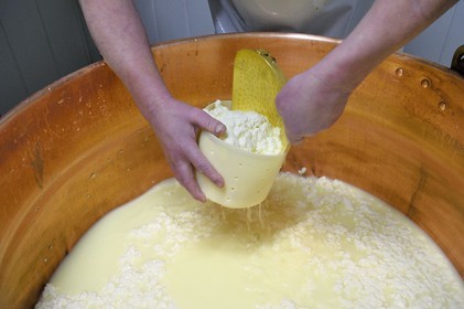 France, Haut Rhin, Wasserbourg, Ferme-auberge (farm-inn) Buchwald, marcaire Michel Wehrey in the production of munster AOP cheese (cow's milk), curd in the copper cauldron put in a mold to allow it to be drained and thus form the future Munster
