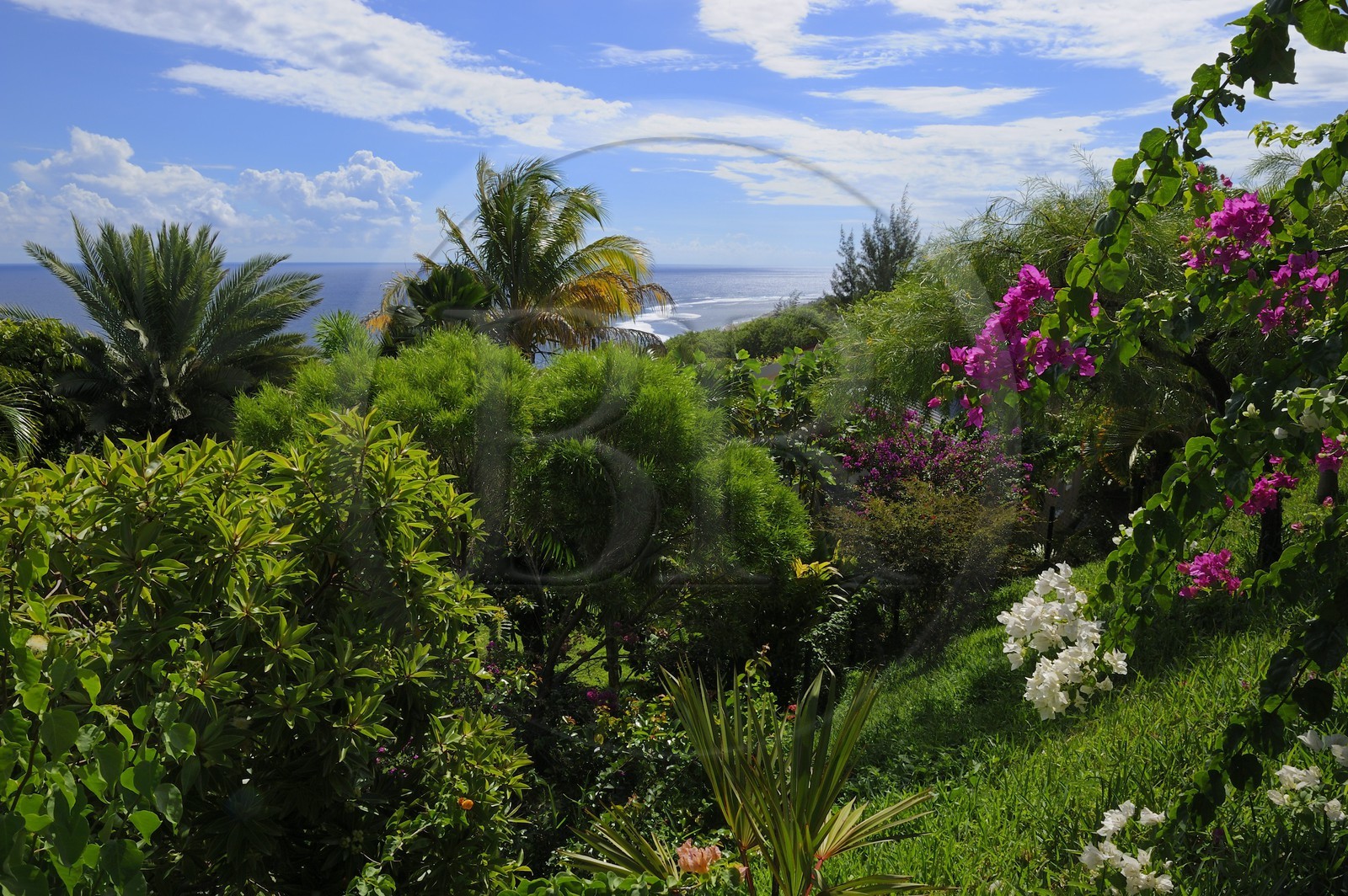France, Ile de la Reunion, Petite Ile, jardin tropical