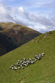 France, Pyrénées-Atlantiques (64), Pays-Basque, chemin de Saint-Jacques de Compostelle sur le GR 65 entre Saint-Jean-Pied-de-Port et Roncevaux vers le col de Bentarte, berger et son troupeau de brebis manech tête noire sur les pentes du Leizar Atheka
