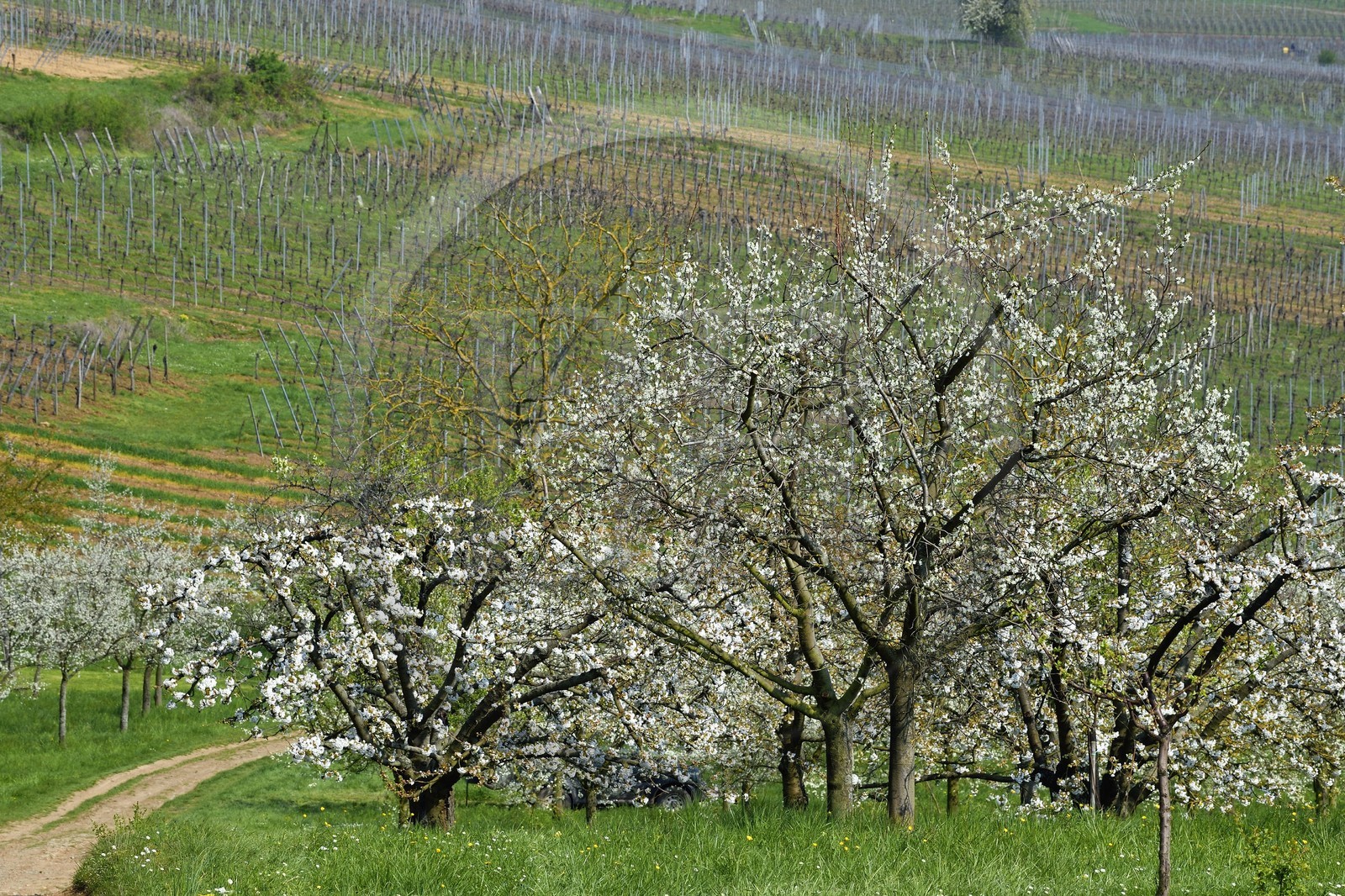 France, Bas Rhin, the Alsace Wine Route, Westhoffen, cherry blossoms and vineyard in April