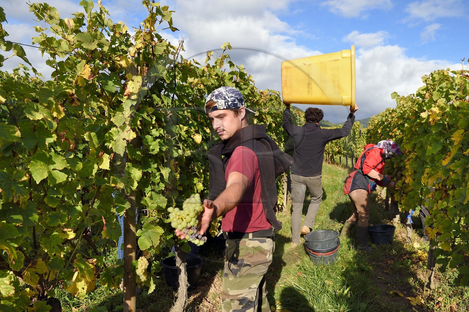 France, Haut Rhin, the Alsace Wine Route, Bergheim, grape harvest on a plot of the Wine estate Marcel Deiss