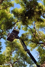 France, Reunion island (French overseas department), Saint-Paul, Laperrière mango orchard at Tour-des-Roches, harvesting mangoes by lifting platform in century-old mango trees