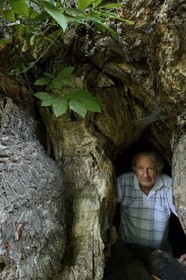 France, Haute Corse, Castagniccia, village of Carcheto, the writer Jean-Claude Rogliano and the famous chestnut tree that is the main character of his book The Shepherd of the dead, Mal'Concilio