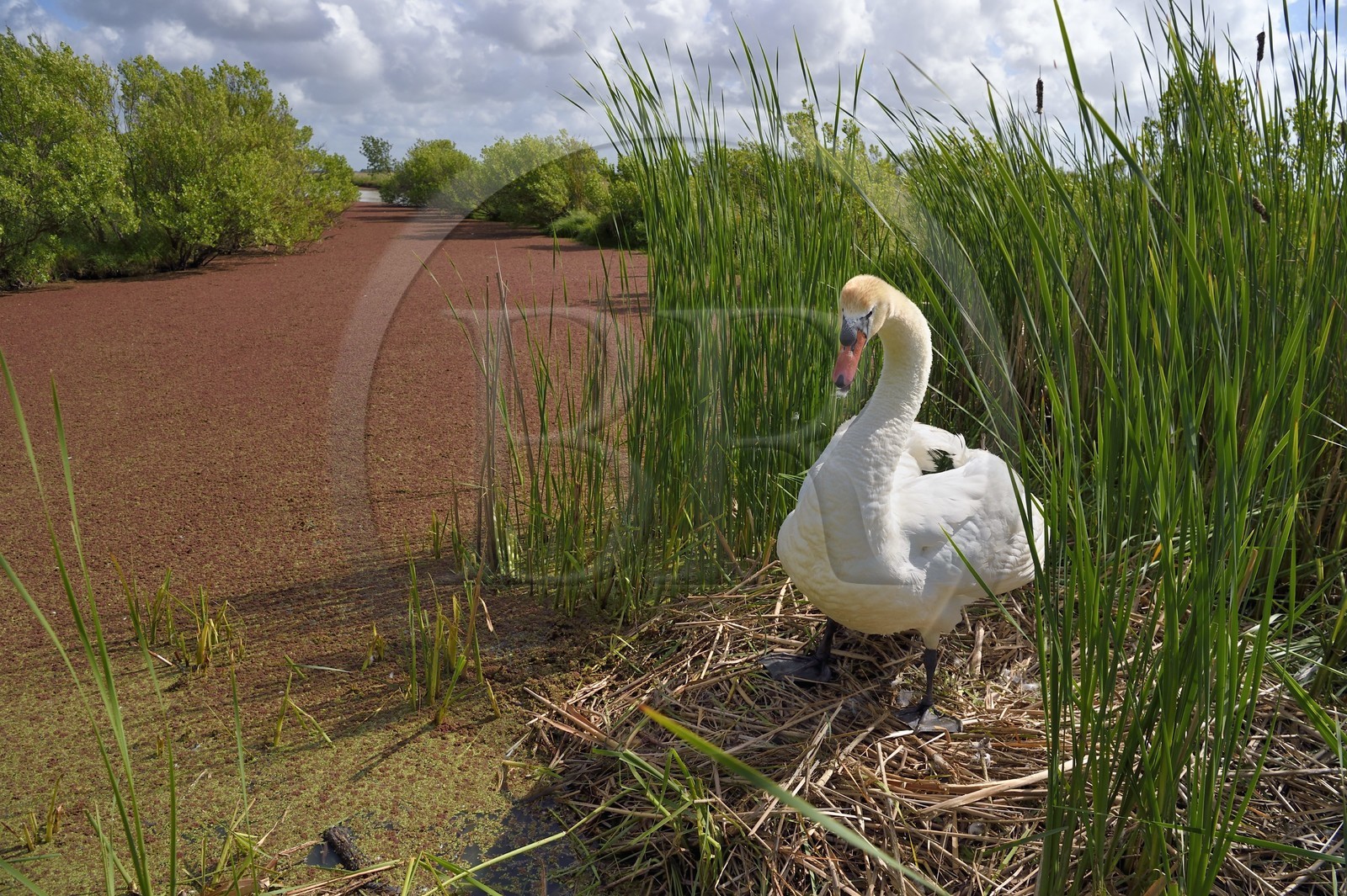 France, Charente-Maritime (17), Rochefort, cygne sur son nid dans l'estuaire de la Charente vers Vergeroux