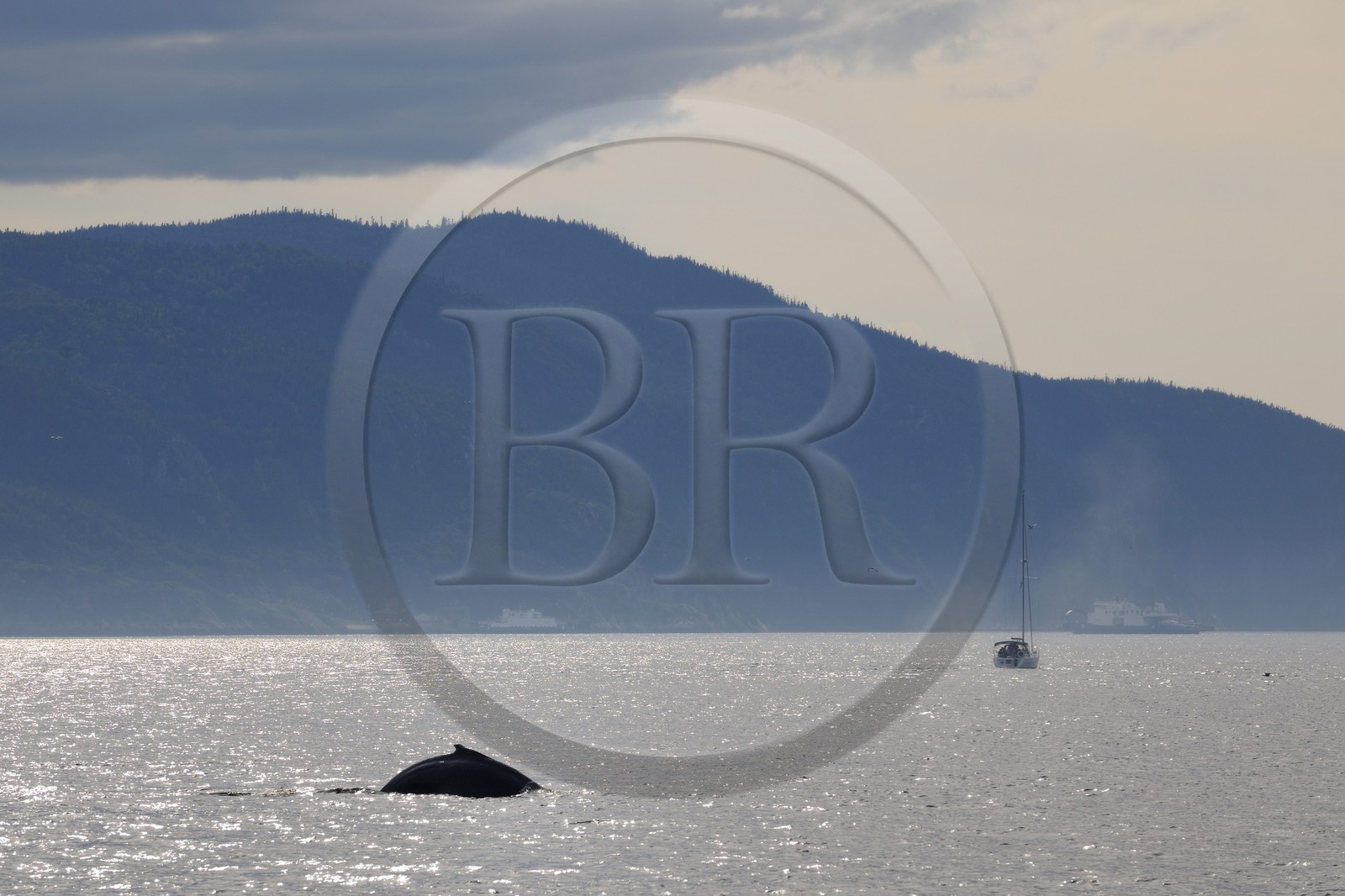 Canada, Quebec Province, Manicouagan, Tadoussac, humpback whale in the Gulf of Saint Lawrence