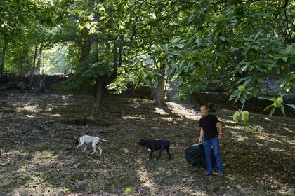France, Haute Corse, Castagniccia, Valle d’Orezza, Hector Giudicelli chestnut grower in its chestnut grove