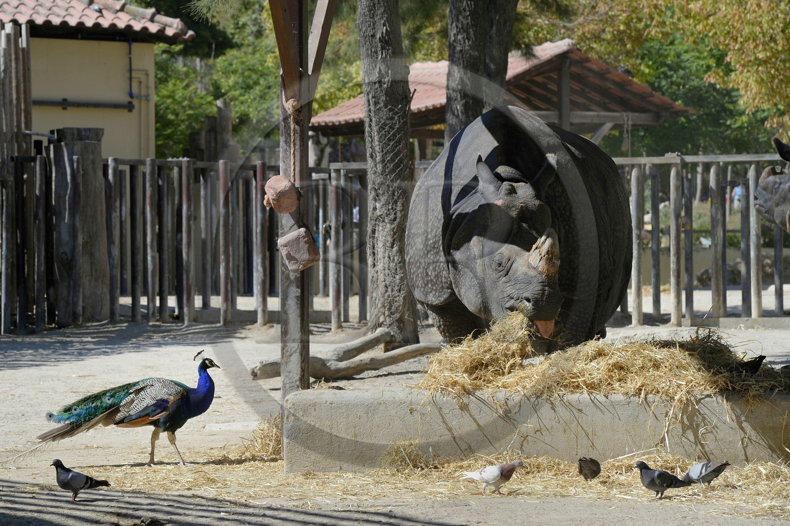 Portugal, Lisbonne, Jardin zoologique, Rhinocéros indien(Rhinoceros unicornis)