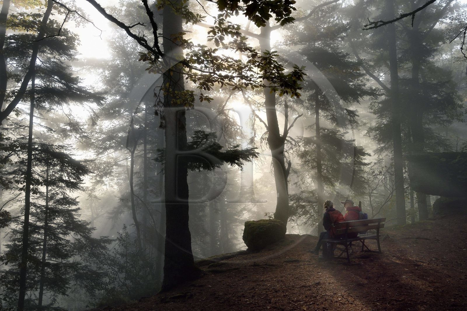 France, Bas Rhin, Mont Saint Odile, hike along the Pagan Wall, vestige of a wall probably from the Merovingian period with a total length of eleven kilometers, sunrise in the early morning mist