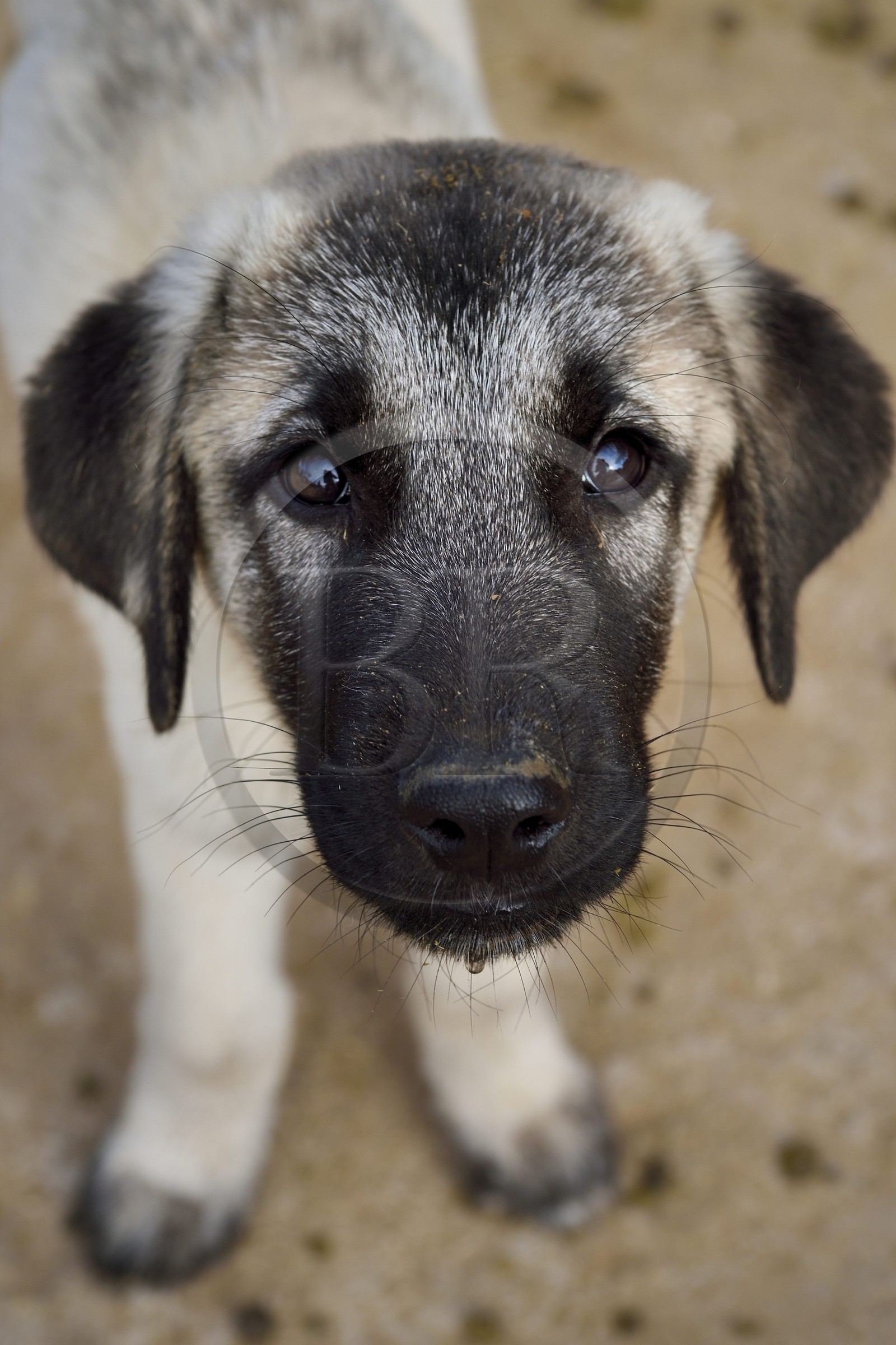 Namibie, Otjiwarongo, Cheetah Conservation Fund, centre de recherche et d'éducation, le Livestock Guarding Dog Program (programme chien de garde du bétail) du CCF a été très efficace pour réduire les taux de prédation et ainsi aussi l'inclinaison des agriculteurs à piéger ou tirer sur des guépards, élevage de chien Berger d'Anatolie aussi connu sous le nom de Kangal