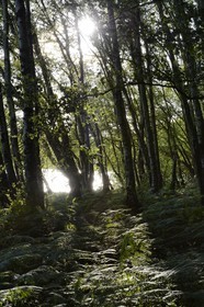 France, Ille-et-Vilaine (35), forêt de Brocéliande, bouleaux