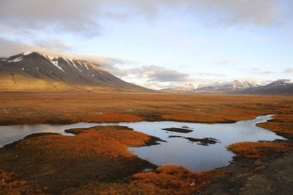 Norway, Svalbard (Spitzbergen), tundra in the region of Longyearbyen
