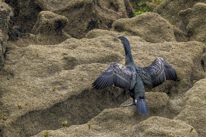 France, Finistère, Carantec, Ornithological reserve of the islets of the Morlaix Bay, Great crested cormorant (Gulosus aristotelis) on Vesoul Island