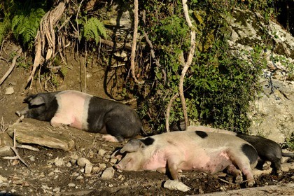 France, Haute Corse, Castagniccia, pigs in the wild