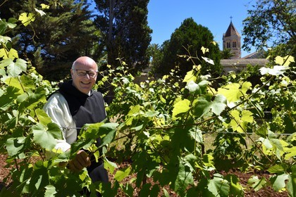 France, Alpes-Maritimes (06), Cannes, Iles de Lérins, Ile de Saint-Honorat, le frère Marie-Paques dans les vignes de l'Abbaye de Lérins, l'église abbatiale en arrière plan