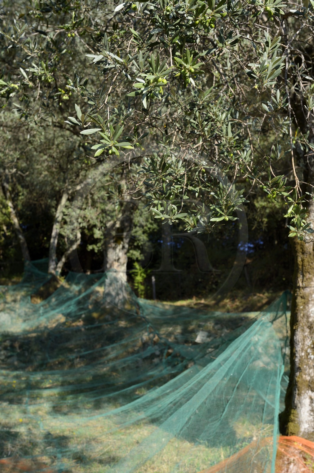 France, Corse-du-Sud (2A), Alta Rocca, Sainte-Lucie-de-Tallano (Santa Lucia di Tallà), olives de la variété germaines de Tallano