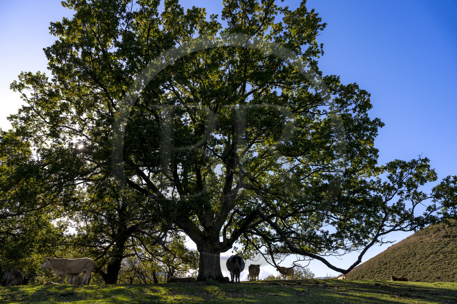 France, Pyrénées-Atlantiques (64), Pays-Basque, vallée des Aldudes, vaches sur la colline d'Elizamendi au dessus du village d'Urepel
