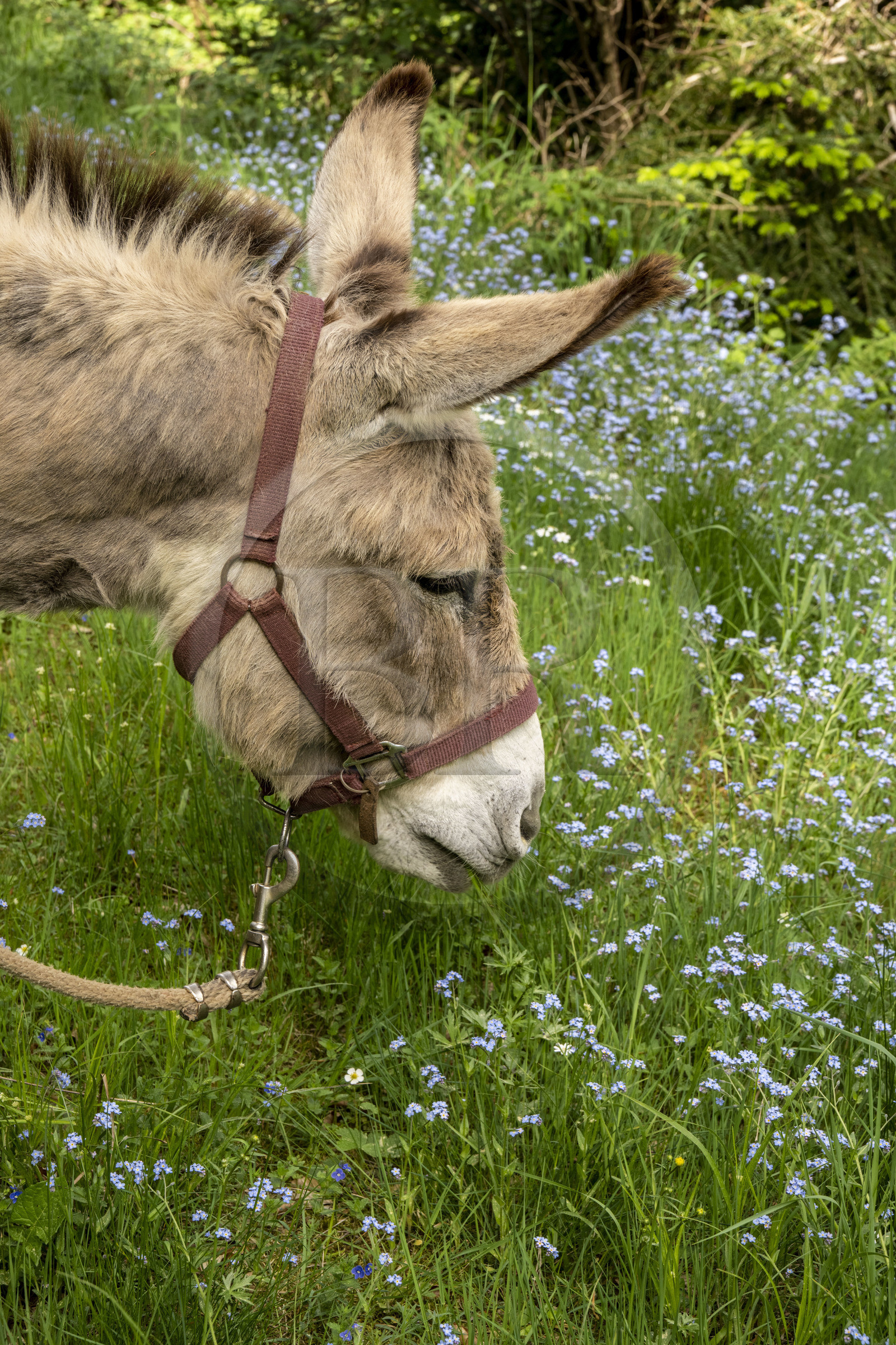 France, Ardèche (07), Laveyrune, randonnée avec un âne sur le chemin de Stevenson (GR 70), l'âne Anatole a une préférence pour les fleurs