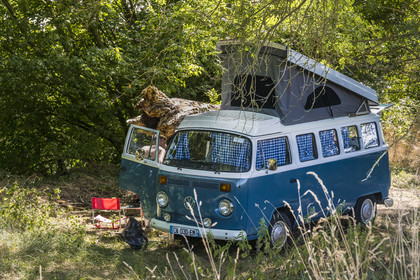 France, Maine-et-Loire (49), vallée de la Loire classée au Patrimoine Mondial par l'UNESCO, Saumur vers Saint-Hilaire, camping avec un Combi VW sur les berges de la Loire