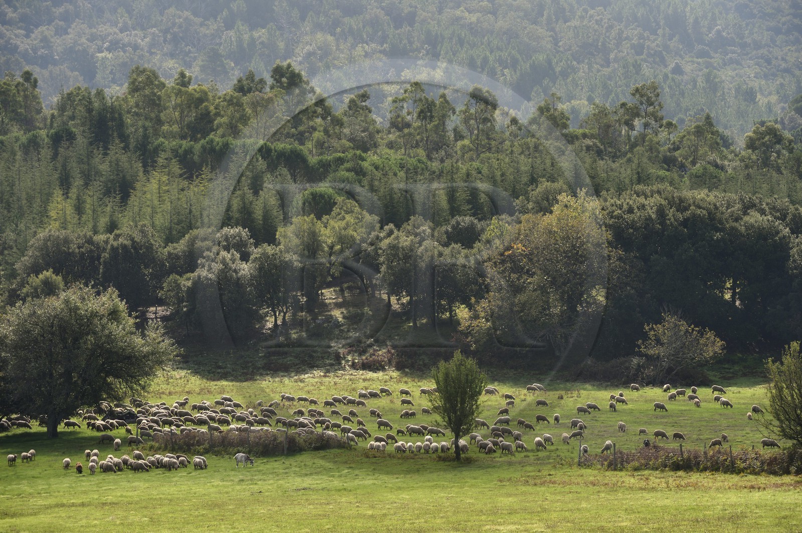 France, Var (83), Massif des Maures, Collobrières, plateau Lambert, troupeau de moutons