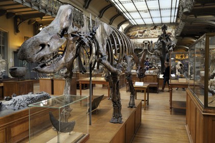 France, Paris (75), Jardin des Plantes, Museum National d'Histoire Naturelle, Galeries de Paléontologie et d'Anatomie comparée