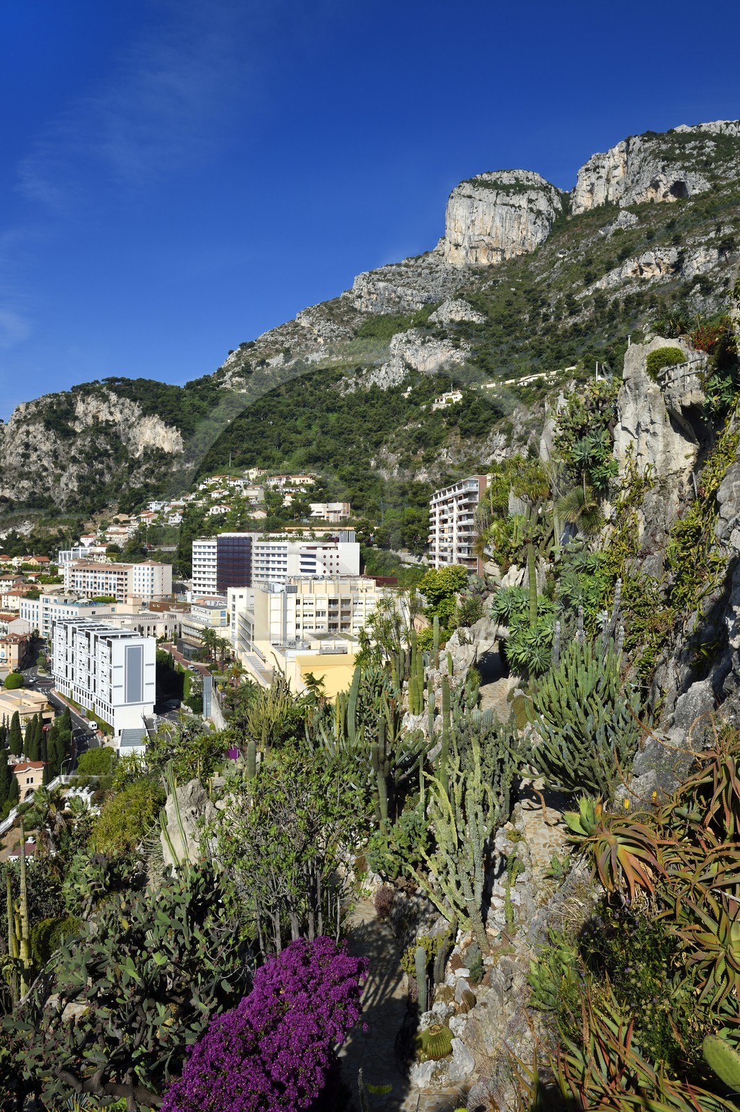 Principality of Monaco, Monaco, La Condamine district, the Exotic Garden with a huge variety of Succulent plant species
