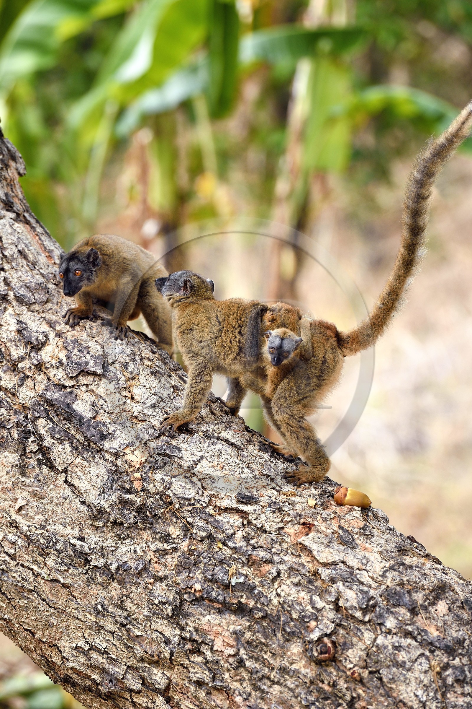 France, Ile de Mayotte, Grande-Terre, Kani-Keli, le Jardin Maoré à la plage de N’Gouja, Lémur fauve (Eulemur fulvus mayottensis) appelé aussi maki