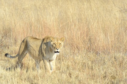 Zimbabwe, province des Midlands, Gweru, Antelope Park qui abrite ALERT (African Lion and Environmental Research Trust), Zone 2, une des quatre jeunes lionnes (panthera leo) qui sera relachée en clan dans un parc national pour le repeupler
