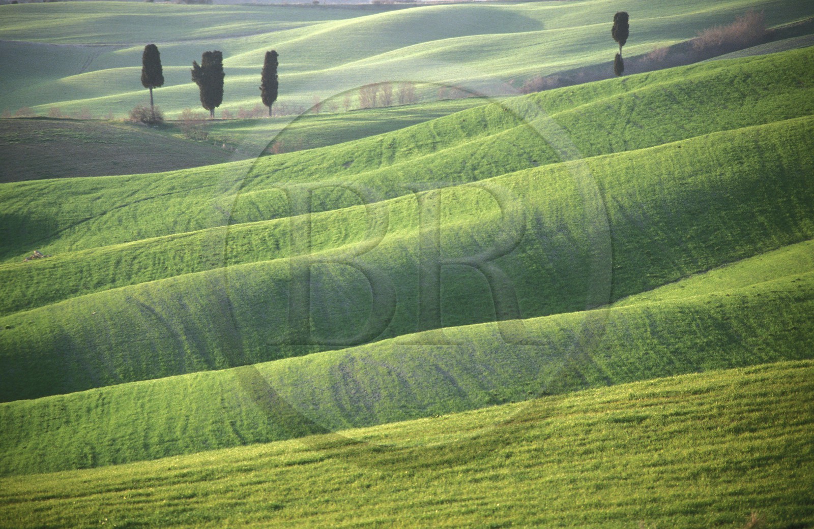 Italie, Toscane, Val d'Orcia classé Patrimoine Mondial de l'UNESCO, région de Sienne, collines